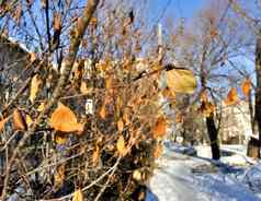 干橙色叶子分支机构早期冬天