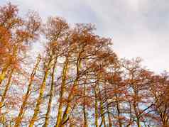 美丽的秋天只树高耸的树皮树干分支机构