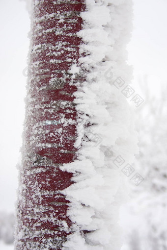 冻树树干冰层