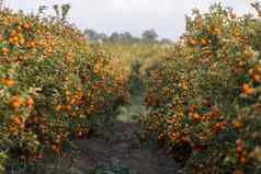 橙色树果园
