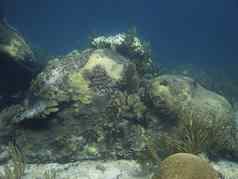 珊瑚岩石