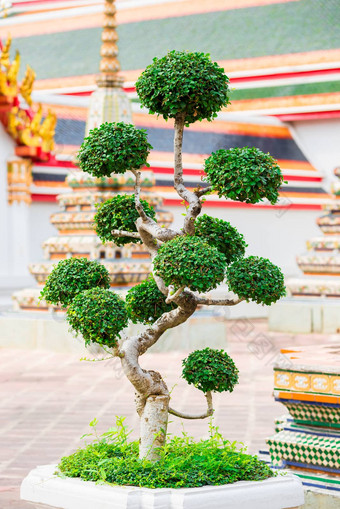 美丽的装饰树花园寺庙再次崛起