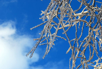 太阳闪闪发亮的树分支冰蓝色的天空背景