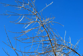 太阳闪闪<strong>发亮</strong>的树分支冰蓝色的天空背景
