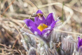 美丽的春天味蕾花背景蜜蜂收集花蜜