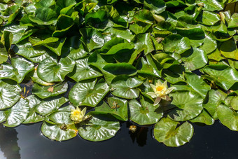 莲花池塘Alhambra<strong>宫格</strong>拉纳达西班牙欧洲