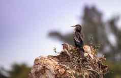 美洲蛇鸟鸟被称为美洲蛇鸟美洲蛇鸟