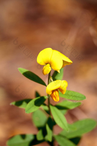黄色的猪屎豆花被称为响尾草Crotalaria斯佩奇特