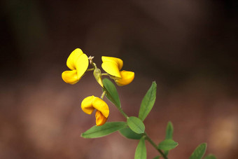 黄色的猪屎豆花被称为响尾草Crotalaria斯佩奇特