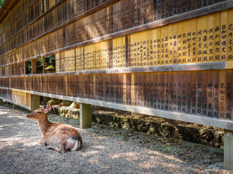 鹿前面木平板电脑奈良日本