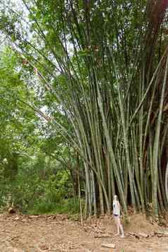 竹子巨人佩拉德尼亚斯里兰卡斯里兰卡