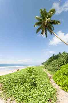 王牌海滩斯里兰卡斯里兰卡路径美丽的海滩