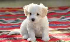 白色小狗马耳他狗坐着地毯