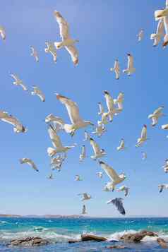 群飞行海海鸥
