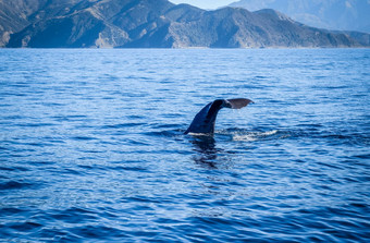 鲸鱼凯库拉湾新西兰图片