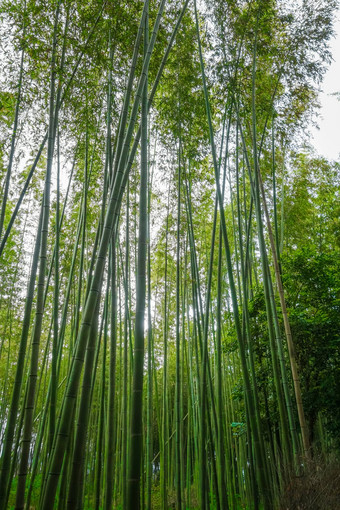 岚山竹子森林《京都议定书》日本