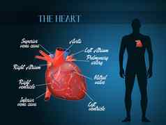 cardiocirculatory系统