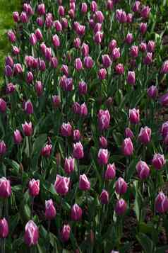 粉红色的郁金香花花园丽丝荷兰欧洲