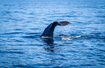 鲸鱼凯库拉湾新西兰