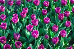 紫色的郁金香盛开的开花春天花守卫