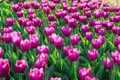 色彩鲜艳的紫色的郁金香盛开的开花春天花