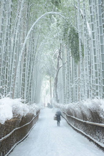 竹子森林雪