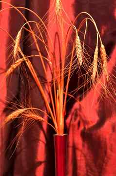 群耳朵红色的小麦狭窄的红色的花瓶