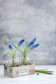 新鲜的蓝色的muscari花瓶春天明信片概念