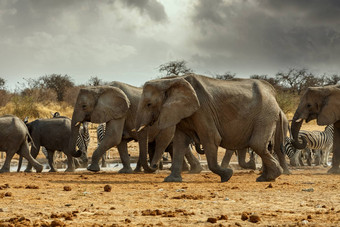 雄伟的非洲大象埃托沙纳米比亚