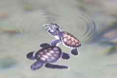 科斯科达斯里兰卡斯里兰卡海龟玩水关于