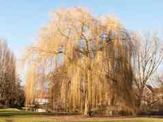 挂柳树树公园早期春天时间太阳光草土地