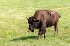 美国野牛野牛野牛简单的水牛