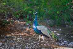 色彩斑斓的蓝色的绿色孔雀走树阳光明媚的一天
