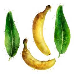 香蕉白色背景水彩插图