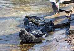 蓝灰色鸽子洗澡温暖的池