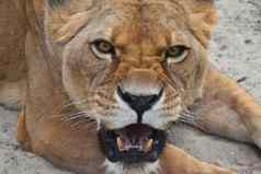关闭肖像愤怒的愤怒的母狮咆哮