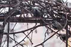 常见的欧洲燕八哥鸟葡萄他来了降雪