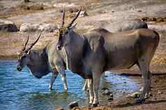 大羚羊喝水潭埃托沙国家公园纳米比亚非洲