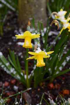 春天水仙花灰尘光雪