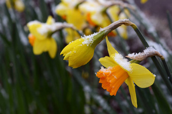 春天水仙<strong>花洒</strong>晚些时候雪