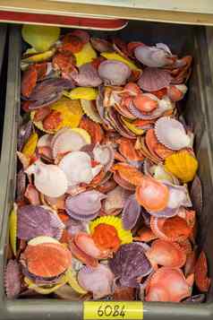 类型海贝壳收集