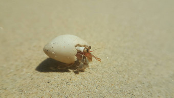 海杜鹃走海滩早....