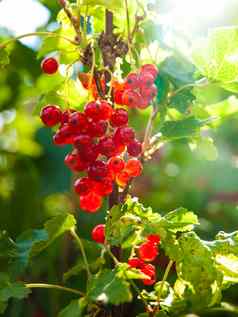 红色的醋栗浆果分支夏天花园成熟作物