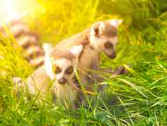 可爱的狐猴隐藏的草马达加斯加
