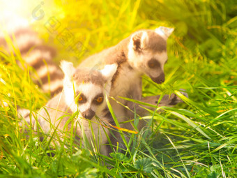 可爱的狐猴隐藏的草马达加斯加