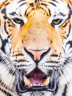 年轻的西伯利亚老虎肖像开放moutn十八牙齿