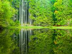 布宾湖反射郁郁葱葱的绿色树布宾原始森林苏马瓦山捷克共和国