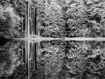 布宾湖反射郁郁葱葱的绿色树布宾原始森林苏马瓦山捷克共和国
