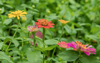 Zinnia小人 国充满活力的色彩鲜艳的花园花