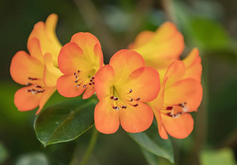 杜鹃花明亮的橙色花头